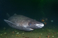 Greenland Shark (Somniosus microcephalus) Greenland Shark (Somniosus microcephalus)