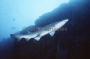 Grey Nurse Shark (Carcharias taurus) Grey Nurse Shark (Carcharias taurus)