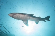 Grey Nurse Shark (Carcharias taurus) Grey Nurse Shark (Carcharias taurus)