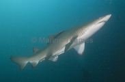 Grey Nurse Shark (Carcharias taurus) Grey Nurse Shark (Carcharias taurus)