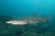 Grey Nurse Sharks (Carcharias taurus) Grey Nurse Sharks (Carcharias taurus)
