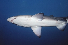 Grey Nurse Shark (Carcharias taurus)