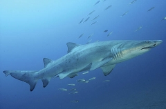 Grey Nurse Shark (Carcharias taurus) Grey Nurse Shark (Carcharias taurus)