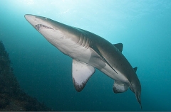 Grey Nurse Shark (Carcharias taurus) Grey Nurse Shark (Carcharias taurus)