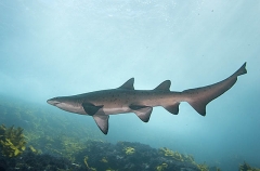 Grey Nurse Shark (Carcharias taurus) Grey Nurse Shark (Carcharias taurus)