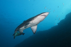 Grey Nurse Shark (Carcharias taurus) Grey Nurse Shark (Carcharias taurus)