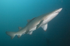 Grey Nurse Shark (Carcharias taurus) Grey Nurse Shark (Carcharias taurus)