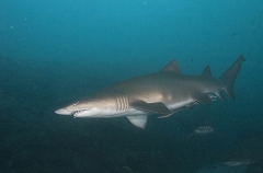 Grey Nurse Sharks (Carcharias taurus) Grey Nurse Sharks (Carcharias taurus)