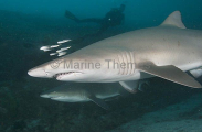 Grey Nurse Sharks (Carcharias taurus) Grey Nurse Sharks (Carcharias taurus)