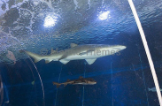 Grey Nurse Sharks (Carcharias taurus) Grey Nurse Sharks (Carcharias taurus)