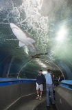 Grey Nurse Sharks (Carcharias taurus) Grey Nurse Sharks (Carcharias taurus)