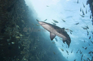 Grey Nurse Shark (Carcharias taurus) Grey Nurse Shark (Carcharias taurus)