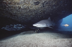 Grey Nurse Shark (Carcharias taurus) Grey Nurse Shark (Carcharias taurus)