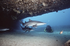 Grey Nurse Shark (Carcharias taurus)