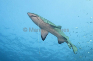 Grey Nurse Shark (Carcharias taurus) Grey Nurse Shark (Carcharias taurus)