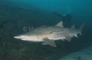 Grey Nurse Shark (Carcharias taurus) Grey Nurse Shark (Carcharias taurus)