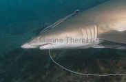 Grey Nurse Shark (Carcharias taurus) Grey Nurse Shark (Carcharias taurus)