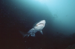Grey Nurse Shark (Carcharias taurus) Grey Nurse Shark (Carcharias taurus)