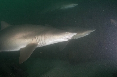 Grey Nurse Shark (Carcharias taurus) Grey Nurse Shark (Carcharias taurus)