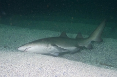 Grey Nurse Shark (Carcharias taurus) Grey Nurse Shark (Carcharias taurus)