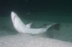 Grey Nurse Shark (Carcharias taurus) Grey Nurse Shark (Carcharias taurus)