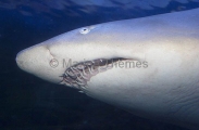 Grey Nurse Shark (Carcharias taurus) Grey Nurse Shark (Carcharias taurus)