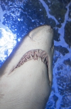 Grey Nurse Shark (Carcharias taurus) Grey Nurse Shark (Carcharias taurus)