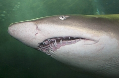 Grey Nurse Shark (Carcharias taurus) Grey Nurse Shark (Carcharias taurus)