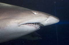 Grey Nurse Shark (Carcharias taurus) Grey Nurse Shark (Carcharias taurus)