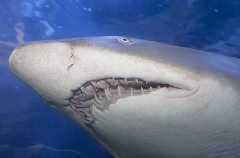 Grey Nurse Shark (Carcharias taurus) Grey Nurse Shark (Carcharias taurus)