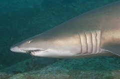 Grey Nurse Shark (Carcharias taurus) Grey Nurse Shark (Carcharias taurus)