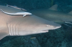 Grey Nurse Shark (Carcharias taurus) Grey Nurse Shark (Carcharias taurus)