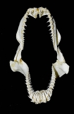 Grey Nurse Shark (Carcharias taurus) Grey Nurse Shark (Carcharias taurus)