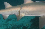 Grey Nurse Shark (Carcharias taurus) Grey Nurse Shark (Carcharias taurus)