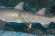 Grey Nurse Shark (Carcharias taurus) Grey Nurse Shark (Carcharias taurus)