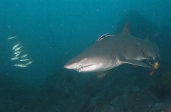 Grey Nurse Shark (Carcharias taurus) Grey Nurse Shark (Carcharias taurus)