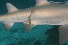 Grey Nurse Shark (Carcharias taurus) Grey Nurse Shark (Carcharias taurus)