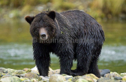 Grizzly Bear (Ursus arctos) Grizzly Bear (Ursus arctos)