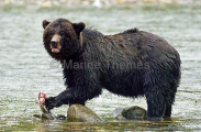 Grizzly Bear (Ursus arctos) Grizzly Bear (Ursus arctos)