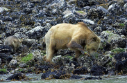 Grizzly Bear (Ursus arctos) Grizzly Bear (Ursus arctos)