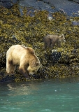 Grizzly Bear (Ursus arctos) Grizzly Bear (Ursus arctos)