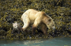 Grizzly Bear (Ursus arctos) Grizzly Bear (Ursus arctos)