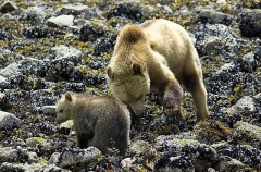 Grizzly Bear (Ursus arctos) Grizzly Bear (Ursus arctos)