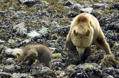 Grizzly Bear (Ursus arctos) Grizzly Bear (Ursus arctos)