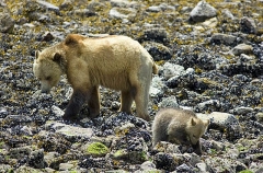 Grizzly Bear (Ursus arctos) Grizzly Bear (Ursus arctos)