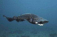 Roughskin Catshark (Apristurus ampliceps) Roughskin Catshark (Apristurus ampliceps)