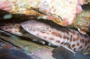 Coral Catshark (Atelomycterus marmoratus) Coral Catshark (Atelomycterus marmoratus)