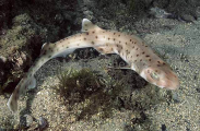 Orange Spotted Catshark (Asymbolus rubiginosus) Orange Spotted Catshark (Asymbolus rubiginosus)