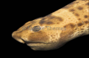Swell Shark (Cephaloscyllium ventriosum) Swell Shark (Cephaloscyllium ventriosum)