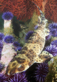 California Swell Shark (Cephaloscyllium ventriosum) California Swell Shark (Cephaloscyllium ventriosum)
